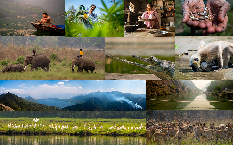 JaJungal Environmental Photography | DAI/USAID Nepal