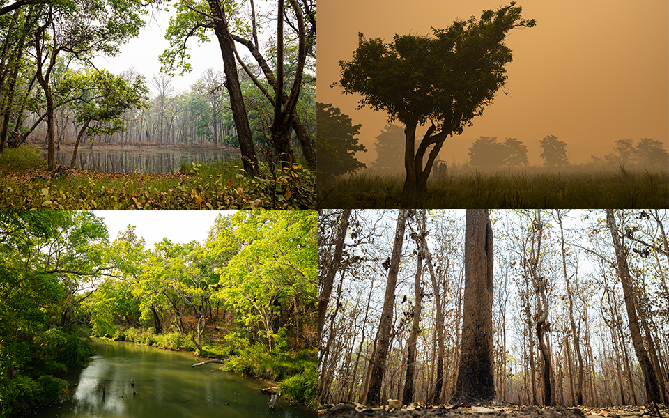 JaJungal Environmental Photography | DAI/USAID Nepal